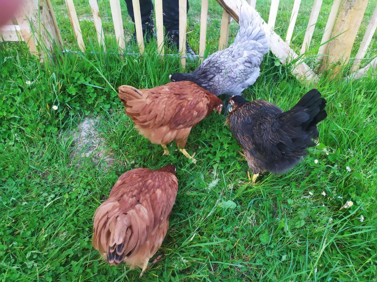 Gite Cosy Grand Confort Dans Un Ecrin De Verdure Agudelle Eksteriør bilde