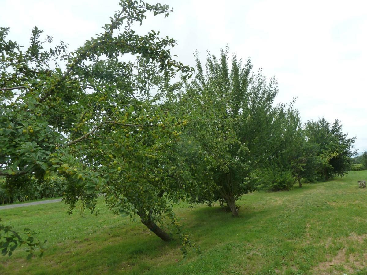 Gite Cosy Grand Confort Dans Un Ecrin De Verdure Agudelle Eksteriør bilde